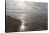 Five Birds, Grand Haven, Michigan '14 - Color-Monte Nagler-Stretched Canvas