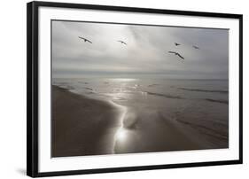 Five Birds, Grand Haven, Michigan '14 - Color-Monte Nagler-Framed Photographic Print