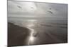 Five Birds, Grand Haven, Michigan '14 - Color-Monte Nagler-Mounted Photographic Print