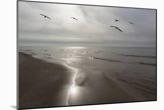 Five Birds, Grand Haven, Michigan '14 - Color-Monte Nagler-Mounted Photographic Print