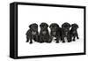 Five Black Pug Puppies (6 Weeks Old)-null-Framed Stretched Canvas