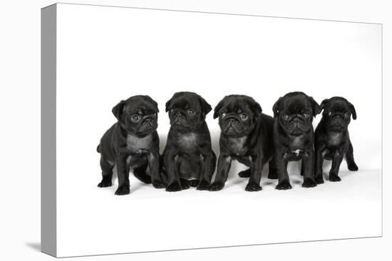 Five Black Pug Puppies (6 Weeks Old)-null-Stretched Canvas