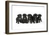 Five Black Pug Puppies (6 Weeks Old)-null-Framed Premium Photographic Print