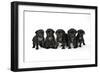 Five Black Pug Puppies (6 Weeks Old)-null-Framed Premium Photographic Print