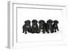 Five Black Pug Puppies (6 Weeks Old)-null-Framed Premium Photographic Print