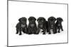 Five Black Pug Puppies (6 Weeks Old)-null-Mounted Premium Photographic Print