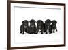 Five Black Pug Puppies (6 Weeks Old)-null-Framed Photographic Print