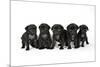 Five Black Pug Puppies (6 Weeks Old)-null-Mounted Photographic Print