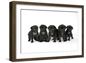 Five Black Pug Puppies (6 Weeks Old)-null-Framed Photographic Print