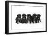 Five Black Pug Puppies (6 Weeks Old)-null-Framed Photographic Print