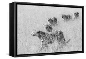 Five Brothers in Hunting-Jun Zuo-Framed Stretched Canvas