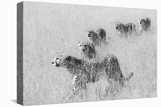 Five Brothers in Hunting-Jun Zuo-Stretched Canvas