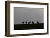 Five Brown Hares (Lepus Europaeus) Silhouetted Against the Skyline, Hertfordshire, UK, March 2010-Mark Hamblin-Framed Photographic Print