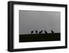 Five Brown Hares (Lepus Europaeus) Silhouetted Against the Skyline, Hertfordshire, UK, March 2010-Mark Hamblin-Framed Photographic Print