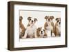 Five Bulldog Puppies in Line, 11 Weeks-Mark Taylor-Framed Premium Photographic Print