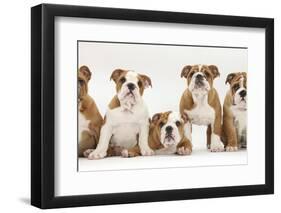 Five Bulldog Puppies in Line, 11 Weeks-Mark Taylor-Framed Premium Photographic Print