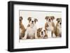 Five Bulldog Puppies in Line, 11 Weeks-Mark Taylor-Framed Premium Photographic Print