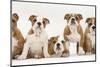 Five Bulldog Puppies in Line, 11 Weeks-Mark Taylor-Mounted Premium Photographic Print