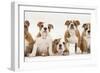 Five Bulldog Puppies in Line, 11 Weeks-Mark Taylor-Framed Photographic Print