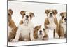 Five Bulldog Puppies in Line, 11 Weeks-Mark Taylor-Mounted Photographic Print