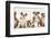 Five Bulldog Puppies in Line, 11 Weeks-Mark Taylor-Framed Photographic Print
