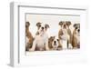 Five Bulldog Puppies in Line, 11 Weeks-Mark Taylor-Framed Photographic Print