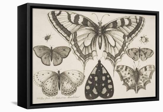 Five Butterflies, a Moth, and Two Beetles-Wenceslaus Hollar-Framed Stretched Canvas