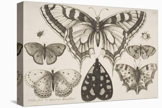 Five Butterflies, a Moth, and Two Beetles-Wenceslaus Hollar-Stretched Canvas