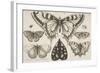 Five Butterflies, a Moth, and Two Beetles-Wenceslaus Hollar-Framed Giclee Print