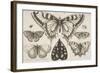 Five Butterflies, a Moth, and Two Beetles-Wenceslaus Hollar-Framed Giclee Print