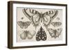 Five Butterflies, a Moth, and Two Beetles-Wenceslaus Hollar-Framed Giclee Print