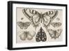 Five Butterflies, a Moth, and Two Beetles-Wenceslaus Hollar-Framed Giclee Print