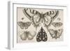 Five Butterflies, a Moth, and Two Beetles-Wenceslaus Hollar-Framed Giclee Print