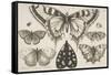 Five Butterflies, a Moth, and Two Beetles-Wenceslaus Hollar-Framed Stretched Canvas