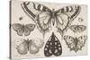 Five Butterflies, a Moth, and Two Beetles-Wenceslaus Hollar-Stretched Canvas