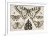 Five Butterflies, a Moth, and Two Beetles-Wenceslaus Hollar-Framed Giclee Print