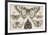 Five Butterflies, a Moth, and Two Beetles-Wenceslaus Hollar-Framed Giclee Print