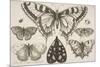 Five Butterflies, a Moth, and Two Beetles-Wenceslaus Hollar-Mounted Giclee Print