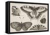 Five Butterflies-Wenceslaus Hollar-Framed Stretched Canvas