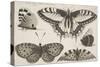 Five Butterflies-Wenceslaus Hollar-Stretched Canvas