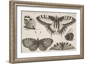 Five Butterflies-Wenceslaus Hollar-Framed Giclee Print