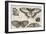 Five Butterflies-Wenceslaus Hollar-Framed Giclee Print