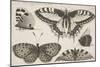 Five Butterflies-Wenceslaus Hollar-Mounted Giclee Print