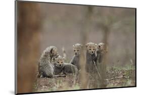 Five cheetah (Acinonyx jubatus) cubs, Kruger National Park, South Africa, Africa-James Hager-Mounted Photographic Print