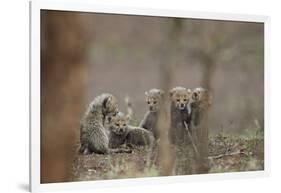 Five cheetah (Acinonyx jubatus) cubs, Kruger National Park, South Africa, Africa-James Hager-Framed Photographic Print