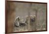 Five cheetah (Acinonyx jubatus) cubs, Kruger National Park, South Africa, Africa-James Hager-Framed Photographic Print