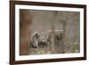 Five cheetah (Acinonyx jubatus) cubs, Kruger National Park, South Africa, Africa-James Hager-Framed Photographic Print