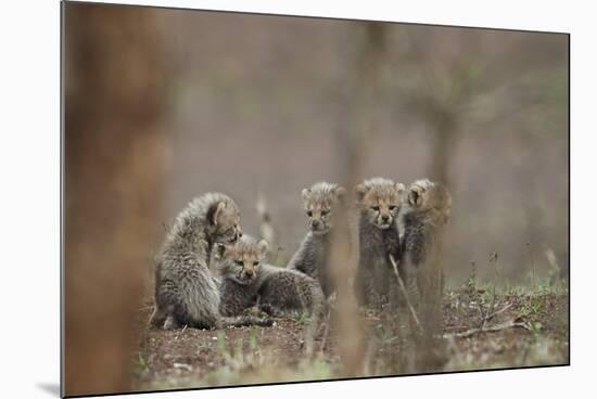 Five cheetah (Acinonyx jubatus) cubs, Kruger National Park, South Africa, Africa-James Hager-Mounted Photographic Print