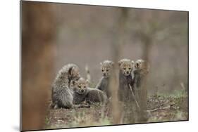 Five cheetah (Acinonyx jubatus) cubs, Kruger National Park, South Africa, Africa-James Hager-Mounted Photographic Print