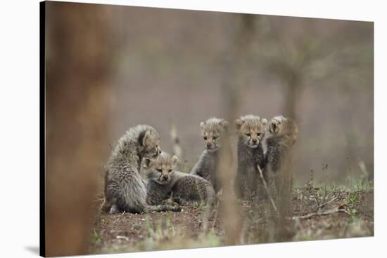 Five cheetah (Acinonyx jubatus) cubs, Kruger National Park, South Africa, Africa-James Hager-Stretched Canvas